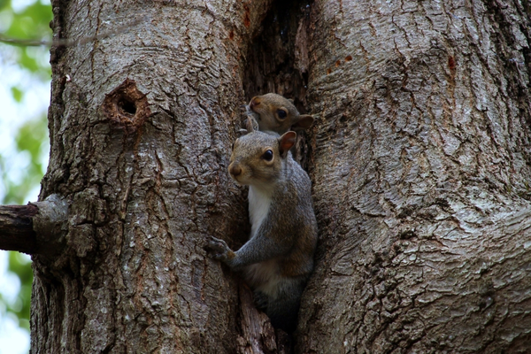 Gray Squirrel Nest