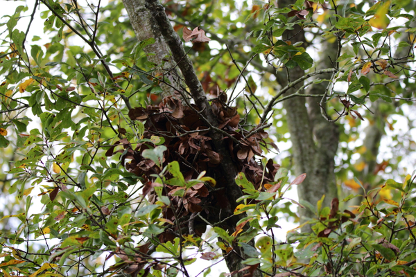 Squirrels "drey" or nest built into a tree branch.