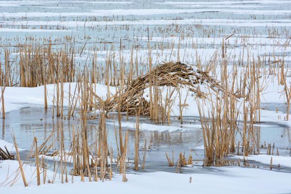 Muskrats always build their lodges so multiple “levels” rise above the water level