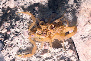 Arizona bark scorpion