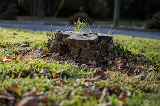 Tree stump in a yard