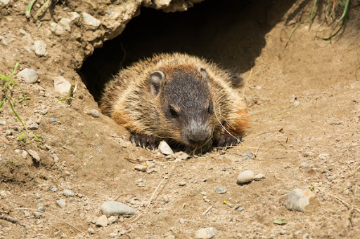 Groundhog coming out of its burrow