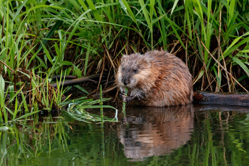 Muskrat eating vegetation on the bank of a river