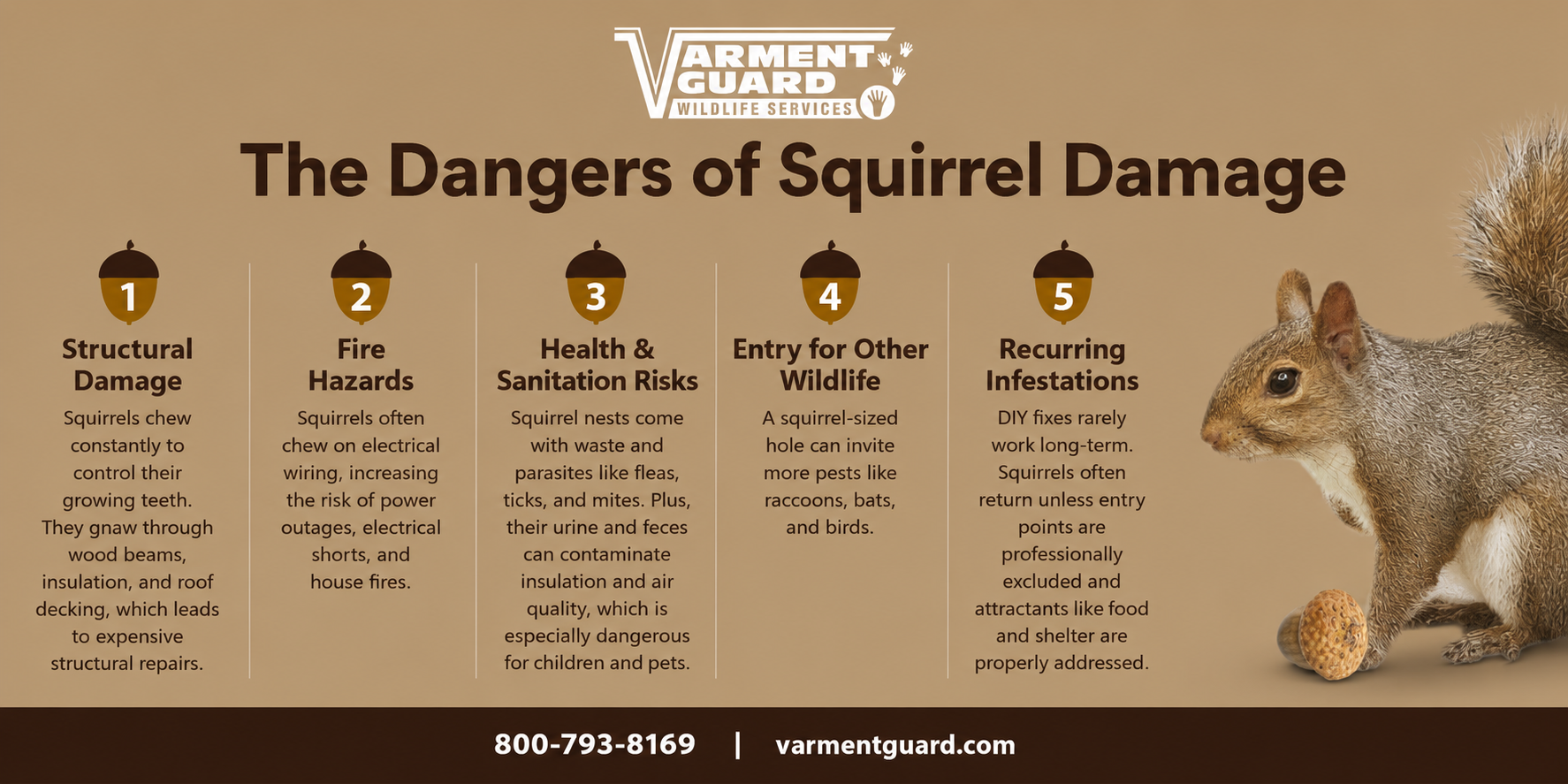 Squirrel roof and attic damage infographic