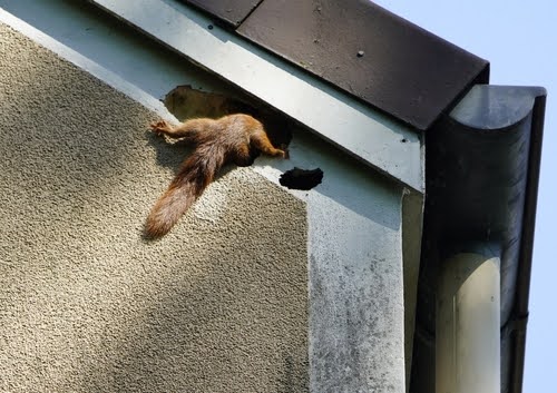 Squirrel Building Nest In Home