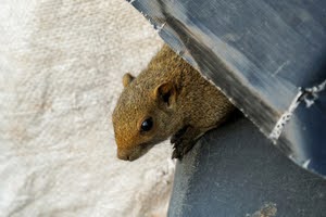 Squirrel In Home