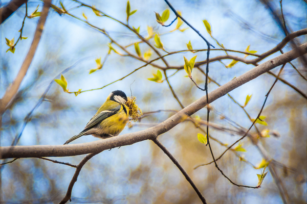 How do birds choose when  to come back in spring?