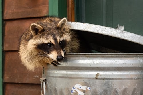 Raccooninfestation2
