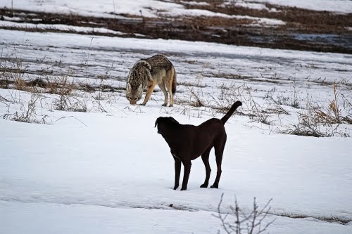 Coyote And Dog