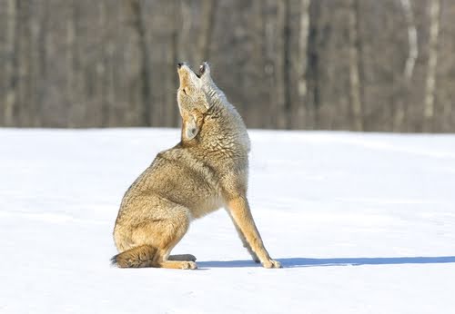 Coyote Howling