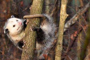what are opossums?