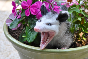 what to do about opossums
