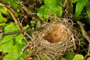will a mother bird abandon its nest if I disturb it?