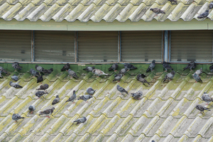 What To Do If a Bird Nests Near Your Home - Varment Guard Wildlife Services