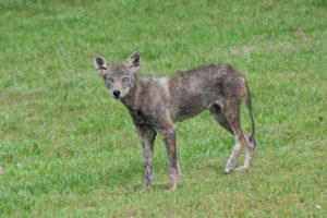 wild animals are dirty and may spread diseases to people and pets