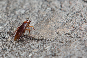 Roaches overwinter in homes and may even reproduce indoors