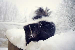 Skunks often overwinter under decks and porches