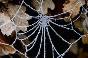 Many species of spider enter homes to stay warm and find prey