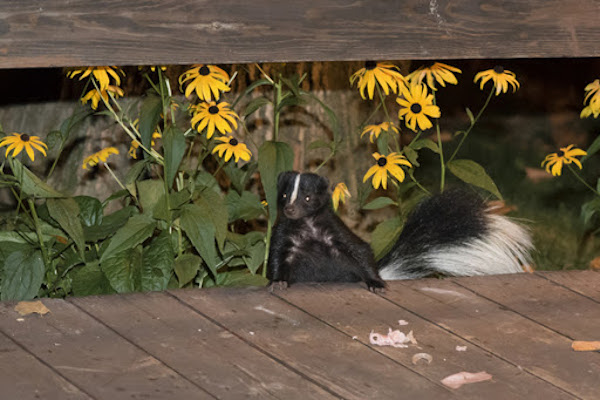nocturnal skunk