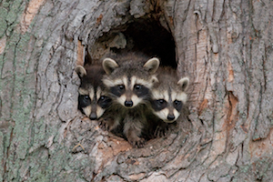 raccoons