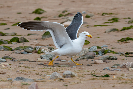 Gull1