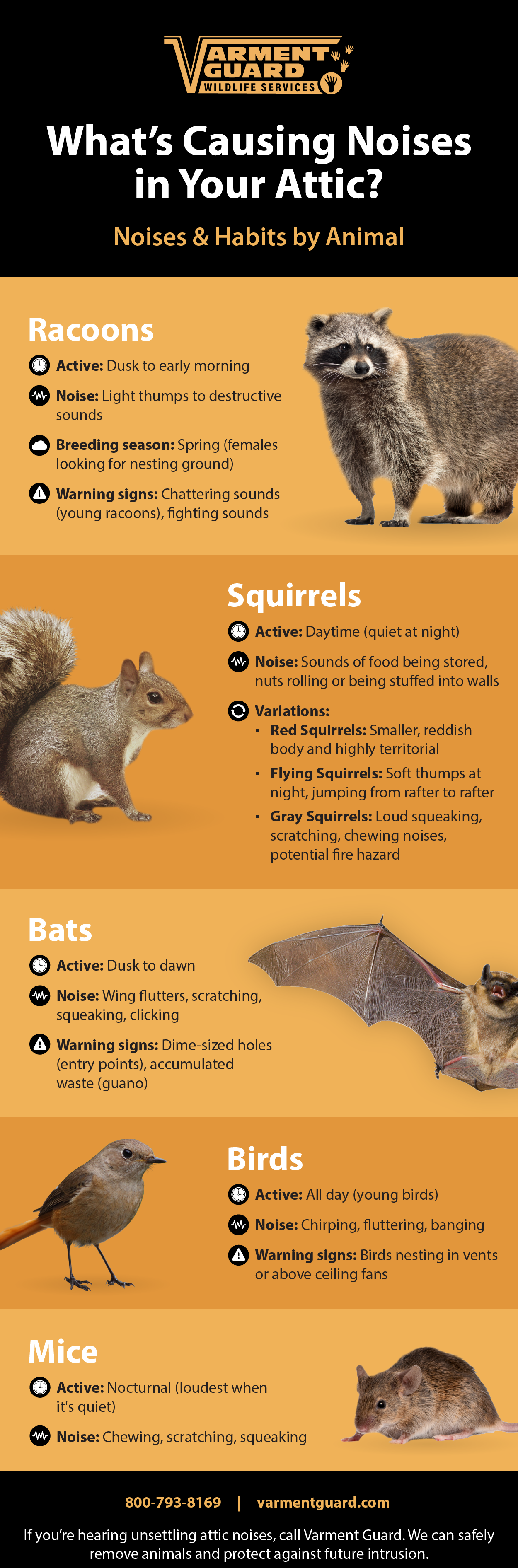 Hearing Noises? Identify Animals in Your Attic - Varment Guard Wildlife  Services