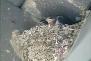 Birdnest