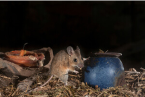 Mouse In Attic