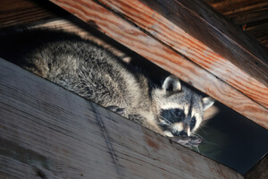 Animal Noises / Sounds In The Attic! - Gates' Wildlife Control