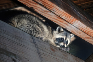 Raccoon In Attic