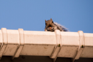 Squirrel In Attic