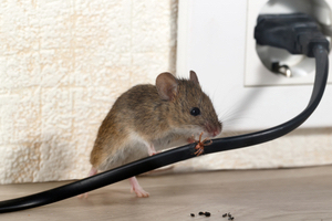 Can I Get Mice During The Summer Varment Guard Wildlife