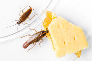 German cockroaches are attracted to sugary and starchy foods