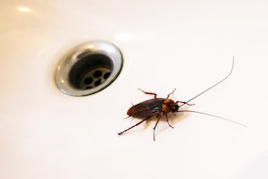 Cockroaches can squeeze through small gaps to enter homes