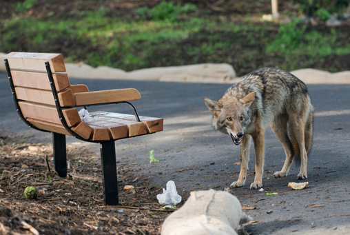 Coyote Eating Trash In Park