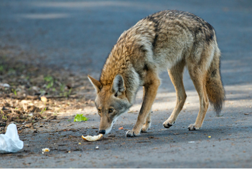 Coyote Eating Trash