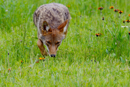 Coyote In Grass