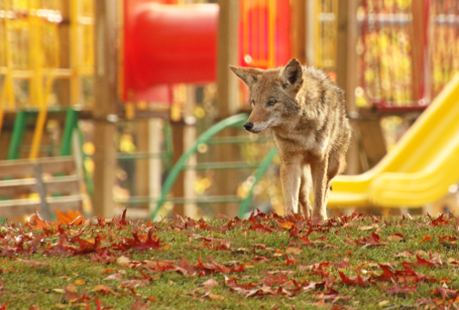 Coyote In Park