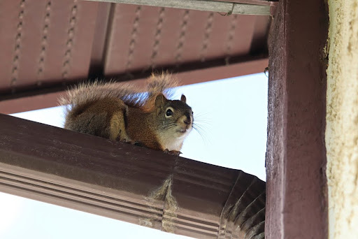 Squirrel On Drain Spout