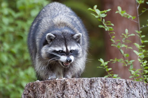 Angry Raccoon