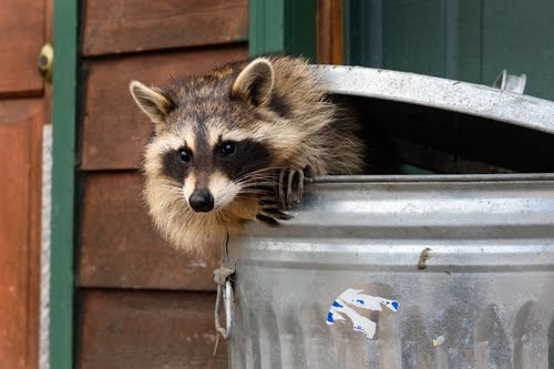 Raccoon In Trash Can