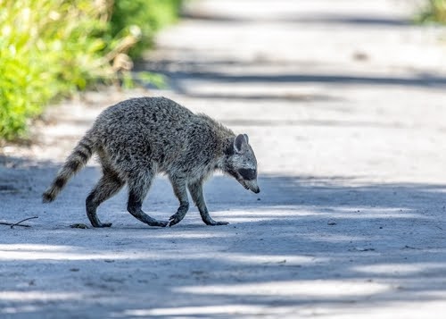 Raccoon Walking On Street