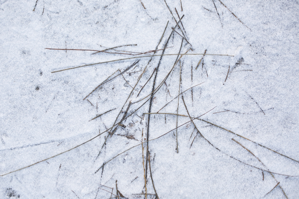 When rabbits forage for food in winter, they’ll snack on virtually anything they can find