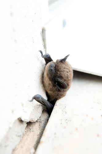 Indybat2