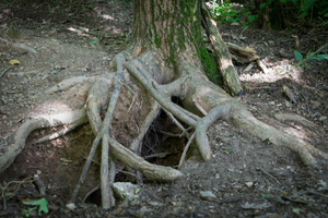 Some animals go underground to avoid rain