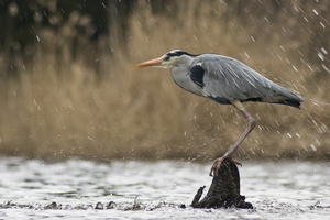 Animals seek higher ground when it rains, to avoid flooding