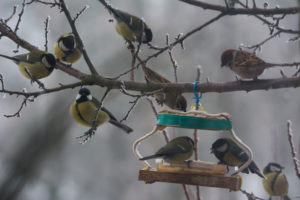 birds nest where they can get food