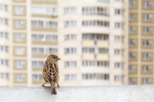 birds nest in inaccessible locations