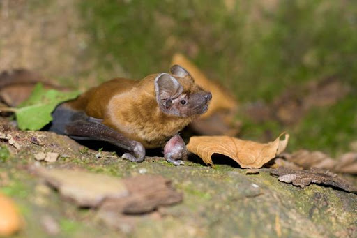 Bats start hibernating in mid-October and stay dormant until March or April