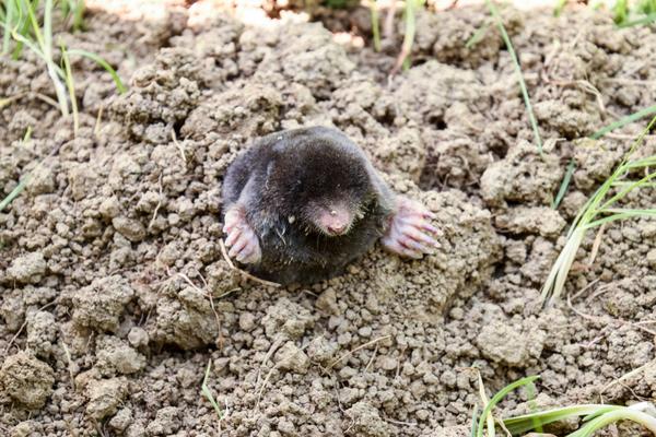 do moles hibernate for winter